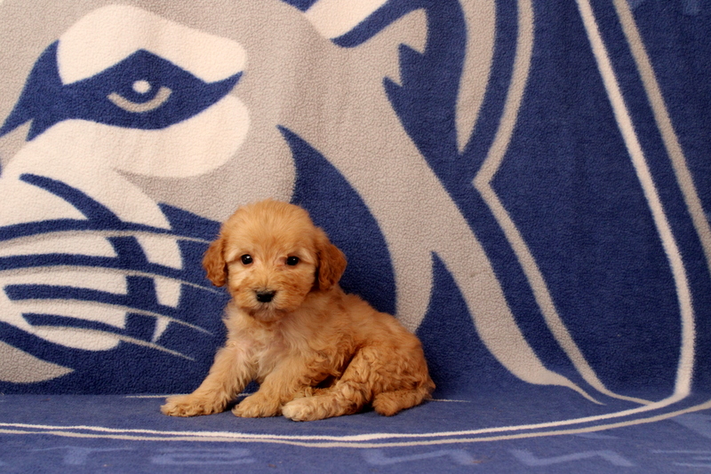 puppy, for, sale, Mini Goldendoodle F2B, Matthew B. Stoltzfus, dog, breeder, Gap, PA, dog-breeder, puppy-for-sale, forsale, nearby, find, puppyfind, locator, puppylocator, aca